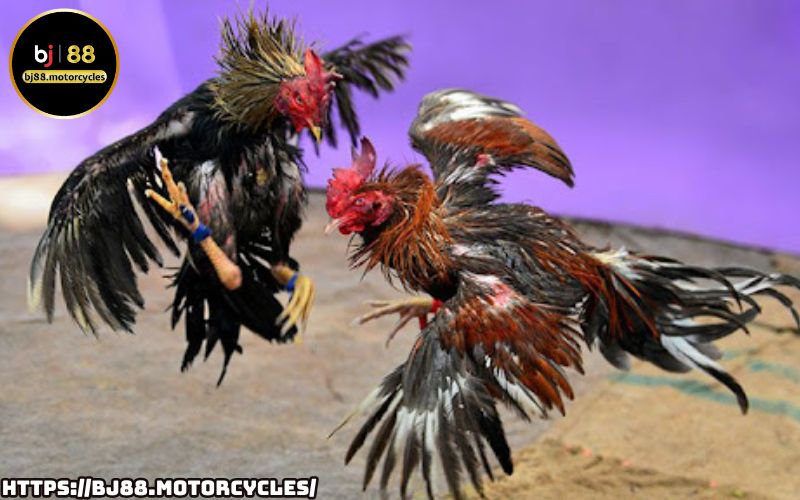 Các hình thức đá gà BJ88 phổ biến – Từ đá gà cựa sắt, cựa dao đến truyền thống, đâu là lựa chọn của bạn